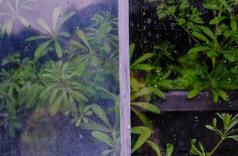 Alternative Air Purification Methods: Plants vs. Technology