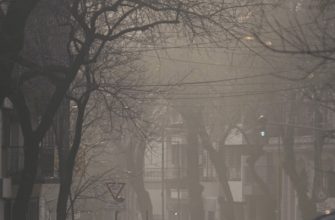 How to improve air quality in the city: simple tips for city dwellers