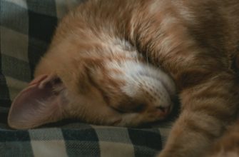 Sleep Improvement Techniques for a Productive Day Sleep Improvement Techniques for a Productive Day