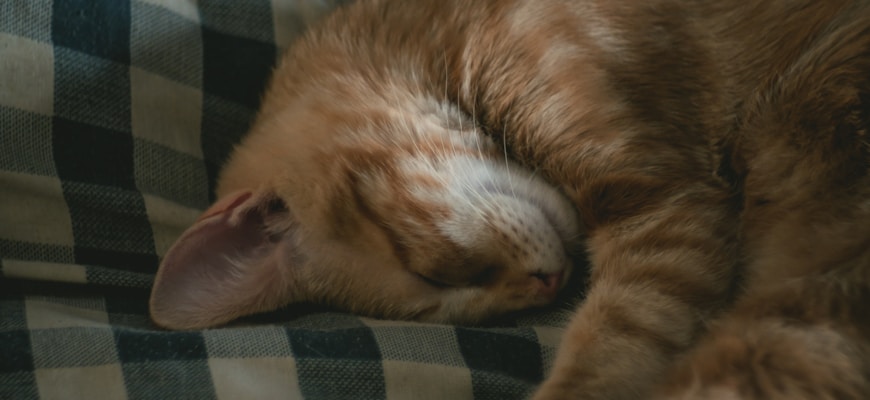 Sleep Improvement Techniques for a Productive Day